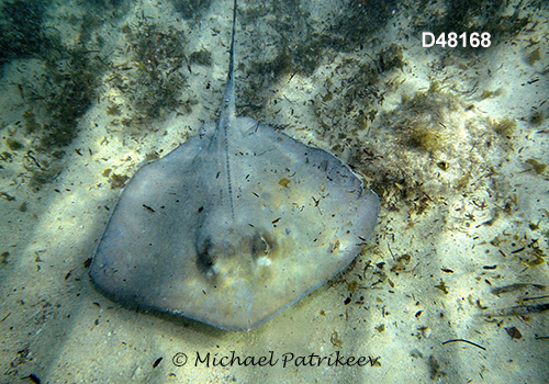 Southern Stingray (Dasyatis americana or Hypanus americanus)